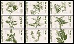 中药展板 中药海报