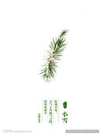节气海报