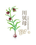川贝母插画