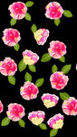 芙蓉花