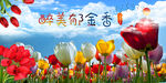 郁金香  