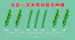 大豆玉米带状复合种植示意图