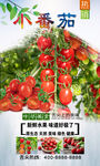 小番茄  