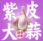 紫皮大蒜宣传分层图
