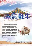 西藏牦牛