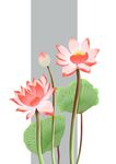 荷花