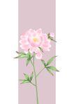 芍药