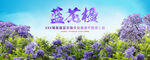 蓝花楹