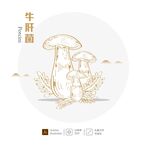 牛肝菌 插画