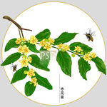 枣花蜜包装插画