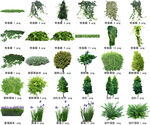 高清树木花卉绿植免抠贴图素材 