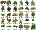 高清树木花卉绿植免抠带名贴图