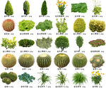 高清树木花卉绿植免抠贴图素材 