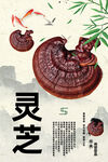 灵芝