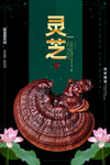 灵芝