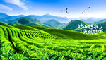茶山