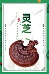 灵芝