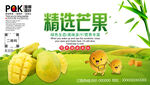 芒果海报 水果广告