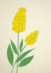 手绘油菜花清新花朵图片挂画