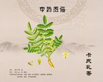 卡氏乳香
