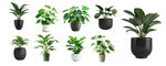 psd免抠盆栽植物 
