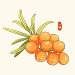 沙棘插画
