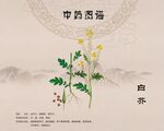 白芥