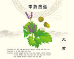 大黄