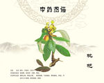 枇杷