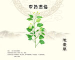 泡囊草