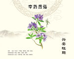 兴安杜鹃