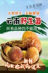 野生菌海报