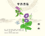 牵牛牵牛子