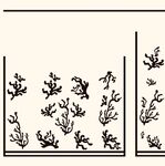 黑白花