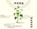 马兜铃