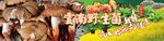 野生菌海报