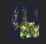 定位花