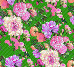 玫瑰花