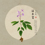 淫羊藿