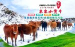 农家小黄牛