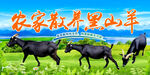 农家黑山羊
