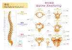 脊柱解剖图