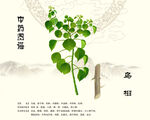 乌桕中药乌桕