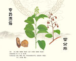 雷公藤