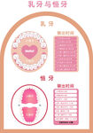 乳牙与恒牙