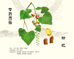防己中药防己