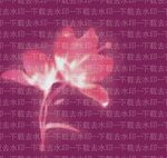 定位花