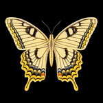 金边翅膀蝴蝶