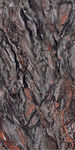 褐色树皮木纹纹理