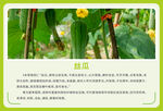 丝瓜海报